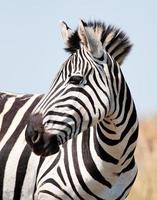 Zebra portrait photo
