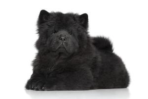 Black Chow-chow long-haired puppy