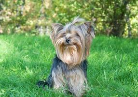 Yorkshire Terrier in city park photo