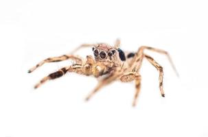 jumping spider photo