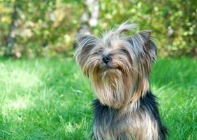 Yorkshire Terrier in city park photo