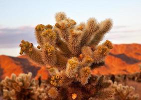 cholla cactus garden desierto de mojave joshua tree parque nacional cal