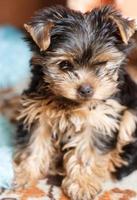 Retrato pequeño cachorro yorkshire terrier