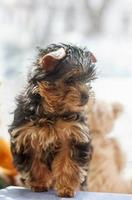 Yorkshire Terrier Puppy 2 months photo
