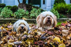 Two dogs in the leaf pile