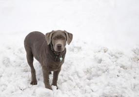 Labrador Puppy photo
