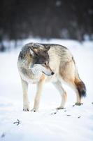 One Wolf in the winter