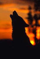 Silhouetted Howling Wolf photo