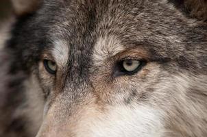 ojos de lobo de madera (canis lupus) foto