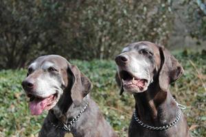 senior pointer sisters, german shorthaired pointers