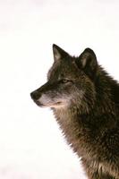 retrato de lobo gris foto