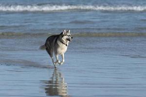 Husky dog on beach