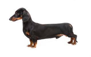 perro de raza dachshund foto