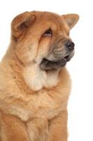 Retrato de primer plano de cachorro chow-chow foto