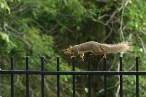 Squirrel on the run