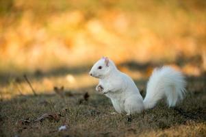 White squirrel burying nuts