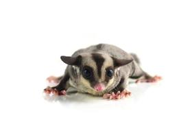Flying squirrel, Sugarglider isolated on white photo