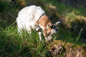 Small goat grazing