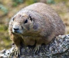 Face view of Prairie dog