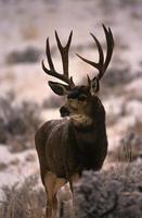 Dark Mule Deer Buck photo