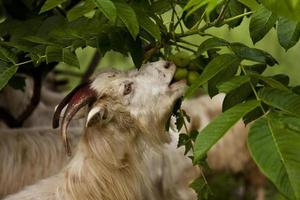 Goat Eat Hickory Nut photo