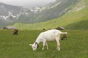 The white mountain goat