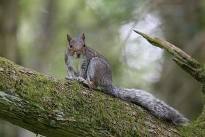 Grey squirrel, Sciurus carolinensis photo