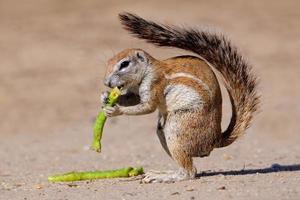 Ground squirrel photo