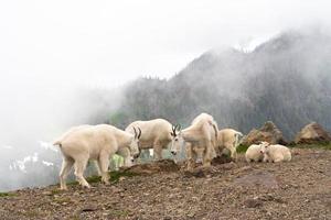 Herd of Mountain Goats photo