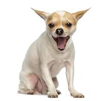 Chihuahua sentado, bostezando, aislado en blanco