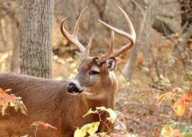 Whitetail Deer Buck photo