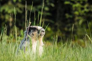 marmota de vientre amarillo (marmota flaviventris) foto