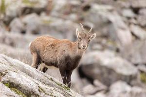 Ibex on a rock face photo