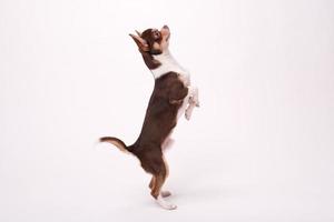 adorable Chihuahua puppy on white   background photo