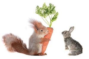 rabbit and squirrel photo