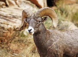 Big Horn Ram (Ovis canadensis)