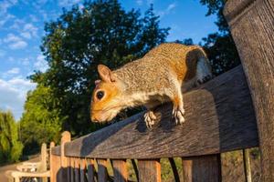 Grey Squirrel on a park bench photo