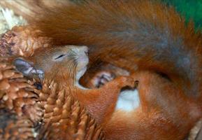 Sleeping squirrel photo