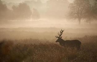Red Deer Stag in the mist photo