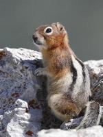 Golden-mantled Ground Squirrel - Jasper National Park, Canada