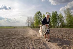 Ukrainian senior woman and goat photo