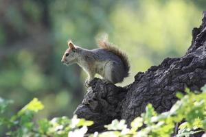 squirrel photo