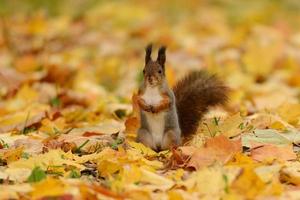 Squirrel sitting on a grass photo