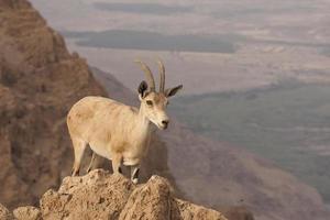 wild ibex - dead sea desert, Israel photo