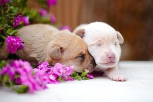 dos cachorros recién nacidos