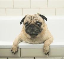 Wet pug in the bathroom photo