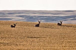 Mule Deer in Wheat Field photo