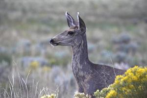 Mule Deer in the Rocky Mountains photo