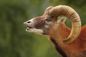 mouflon mating ritual photo
