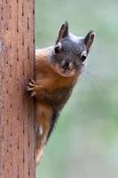 Squirrel On a Post